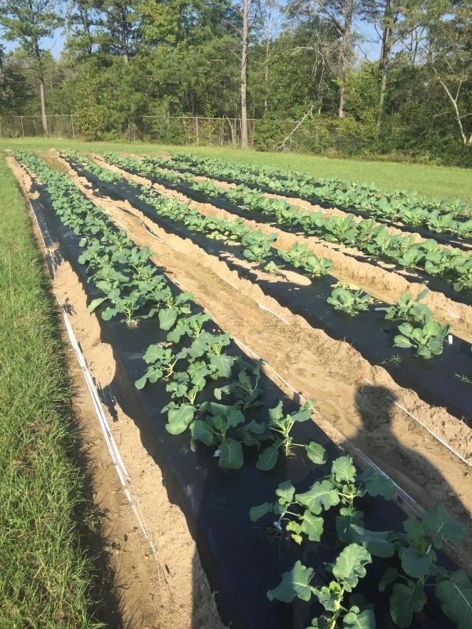 garden plot