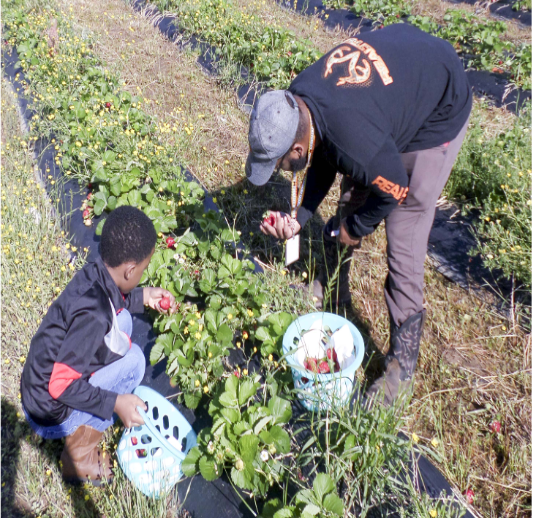 SNAP-Ed educator teaches a student in the school garden
