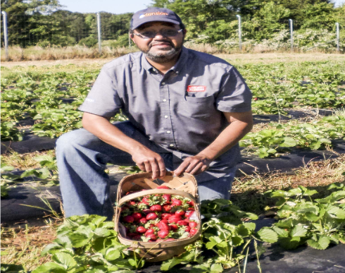 SNAP-Ed educator in a garden wtih a basket of strawberries