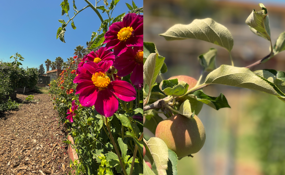 pictures of flowers and plants in a garden