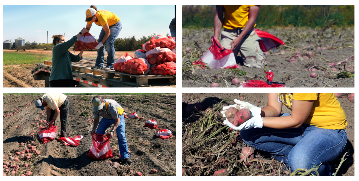 four pictures of people collecting potatoes