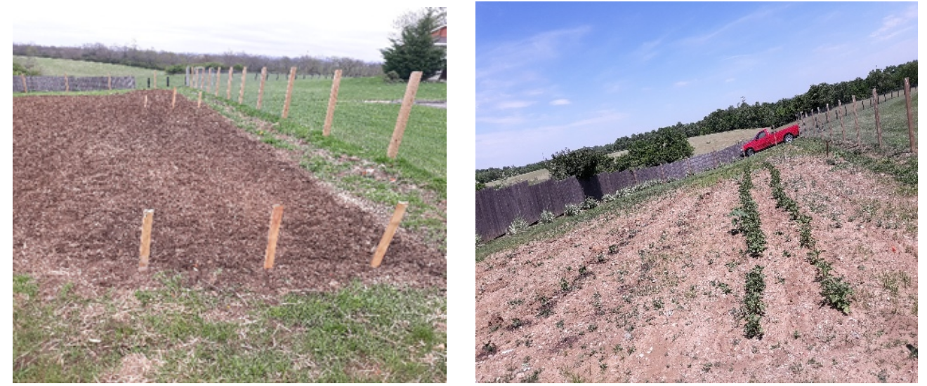 Victory Garden: preparing the grounds and growing the garden