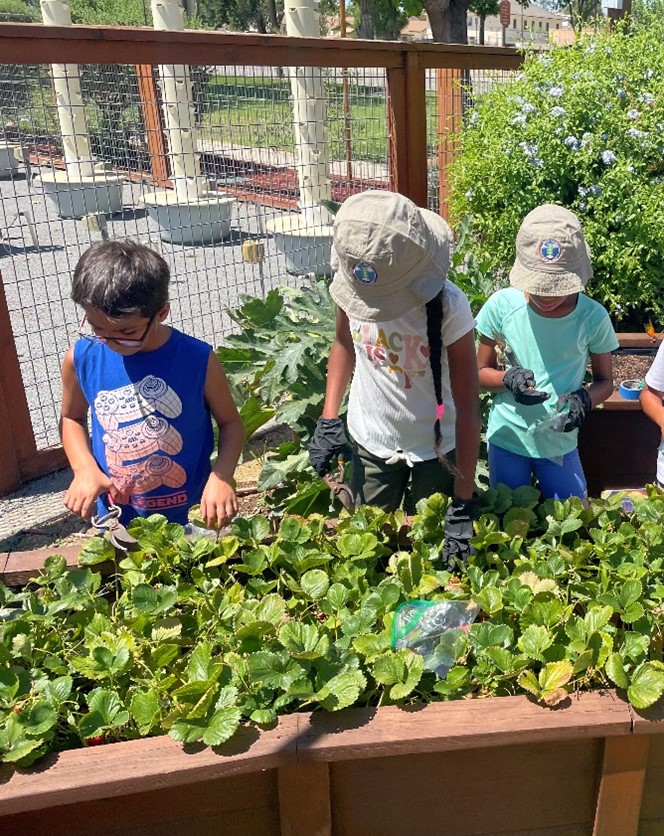 kids gardening
