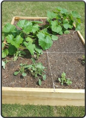squash growing in a planter