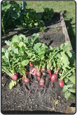 radishes in a planter