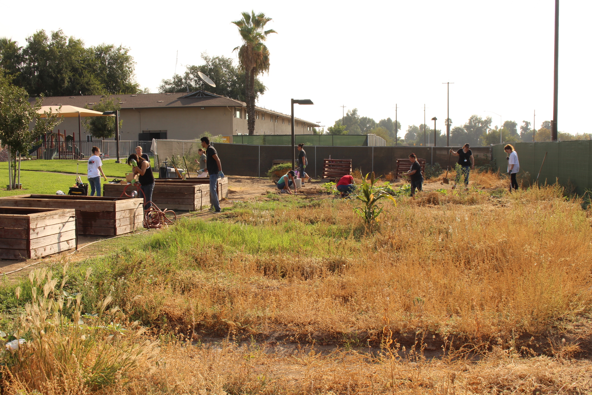 people working in a garden