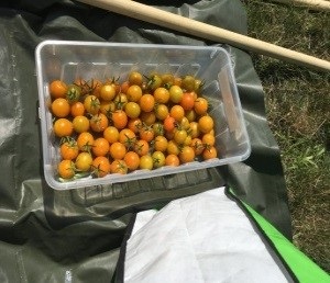 tomatoes picked from the garden