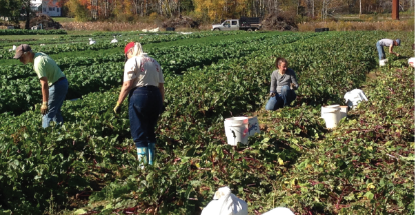 photo people harvesting a vegetable crop.