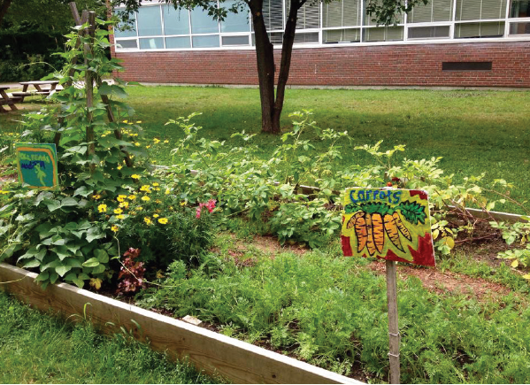 photo of vegetable garden.