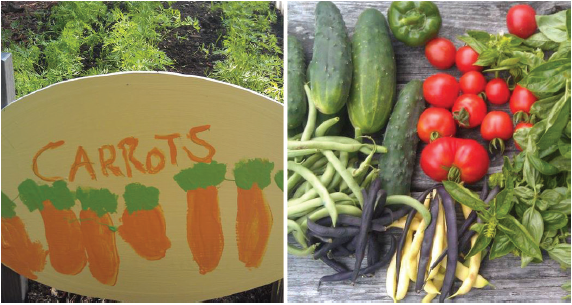 carrot garden sign and fresh vegetables from the garden