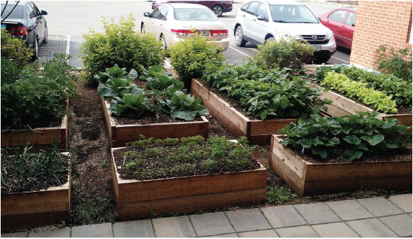 raised bed gardens