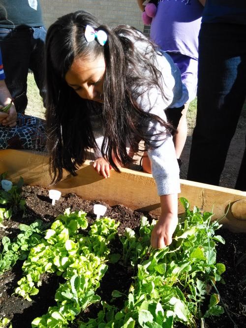 girl harvesting lettuce from an above ground garden