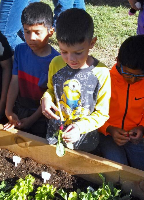 boy next to above ground garden holding a newly plucked radish
