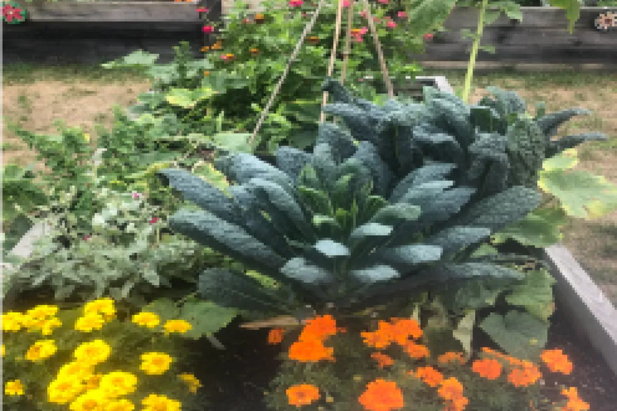 flower and vegetabel garden