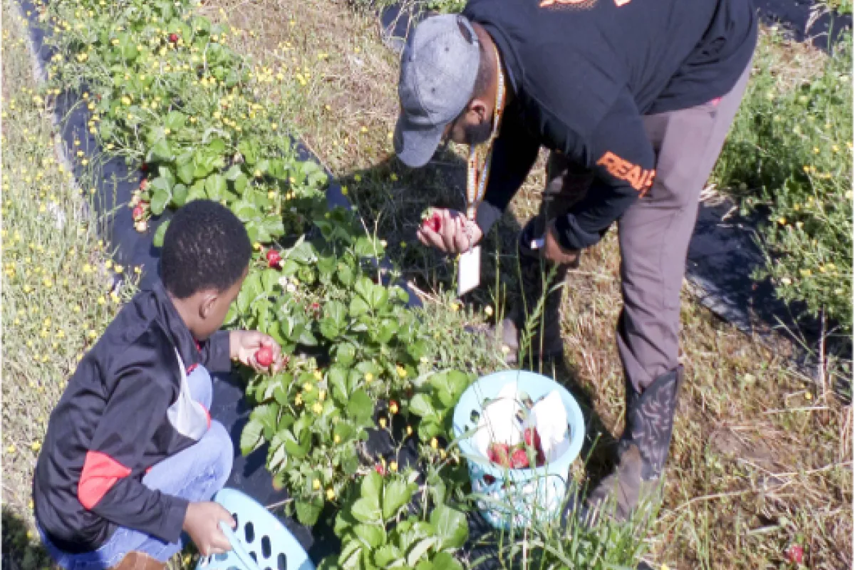 SNAP-Ed educator teaches a student in the school garden