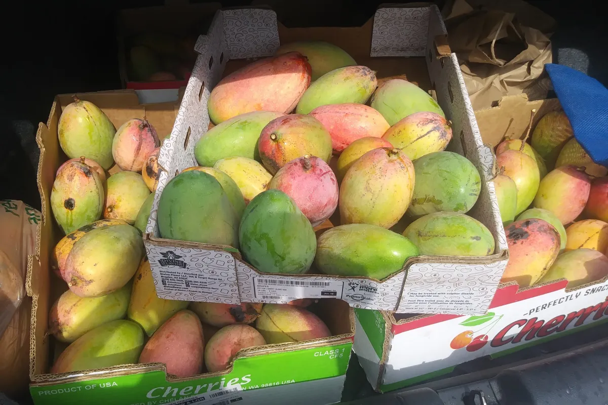 Boxes of mangos photo credit: Transition Sarasota