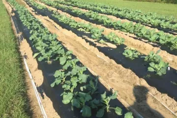 garden plot