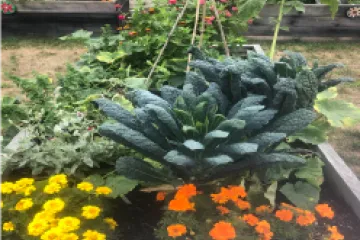 flower and vegetabel garden