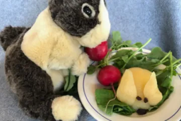 pear rabbit