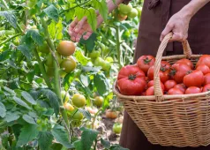 woman picking tomatoes from her garden