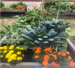 Flower and vegetable garden